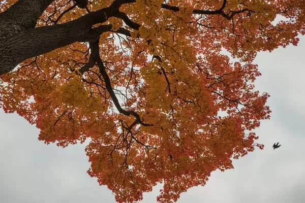 Herfst Gekomen Herfst Gekomen Gele Karmozijnrode Kleurrijke Bladeren Takken Van — Stockfoto