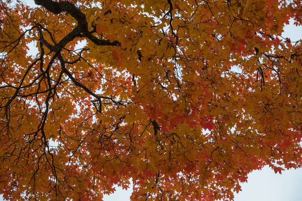 Herfst Gekomen Herfst Gekomen Gele Karmozijnrode Kleurrijke Bladeren Takken Van — Stockfoto