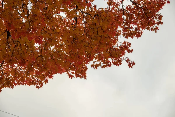 Llegó Otoño Llegó Otoño Hojas Amarillas Carmesí Coloridas Las Ramas —  Fotos de Stock