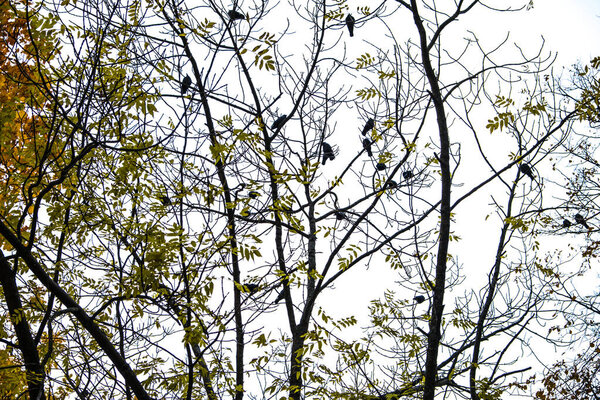 Autumn has come, autumn is here. Yellow, crimson and colorful leaves on the branches of trees and shrubs. Branches without leaves. Birds are sitting on the branches. Background from the cloudy sky. Day, overcast, windy.