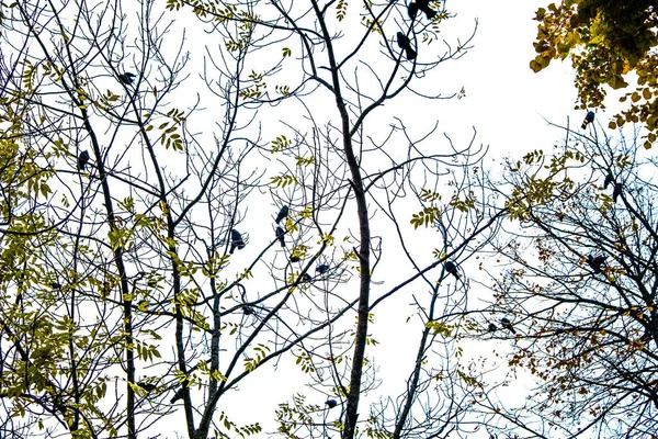 Llegó Otoño Llegó Otoño Hojas Amarillas Carmesí Coloridas Las Ramas —  Fotos de Stock