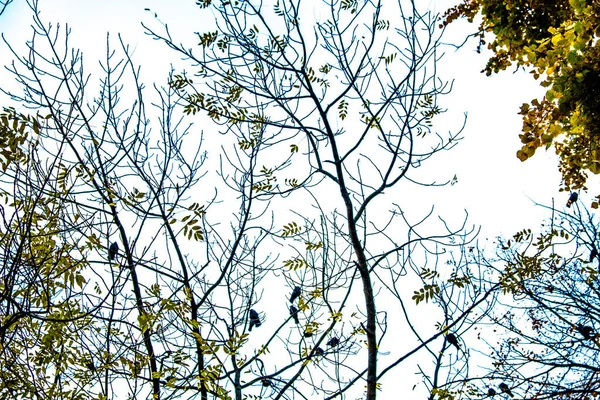 Herfst Gekomen Herfst Gekomen Gele Karmozijnrode Kleurrijke Bladeren Takken Van — Stockfoto