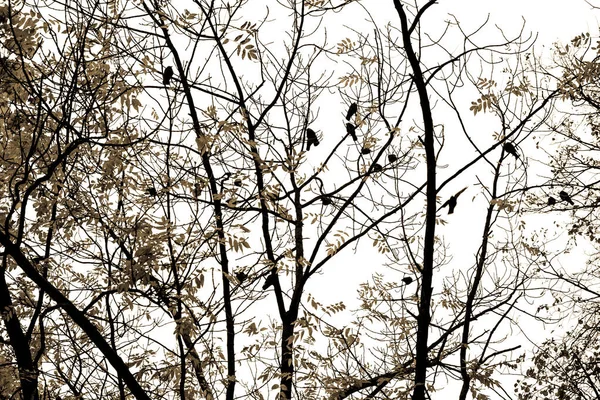 Llegó Otoño Llegó Otoño Hojas Amarillas Carmesí Coloridas Las Ramas —  Fotos de Stock