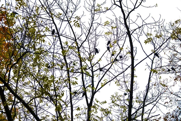 가을이 왔습니다 가을이 왔습니다 진홍색 잎사귀들 이나무와 관목의 가지에 나뭇잎 — 스톡 사진