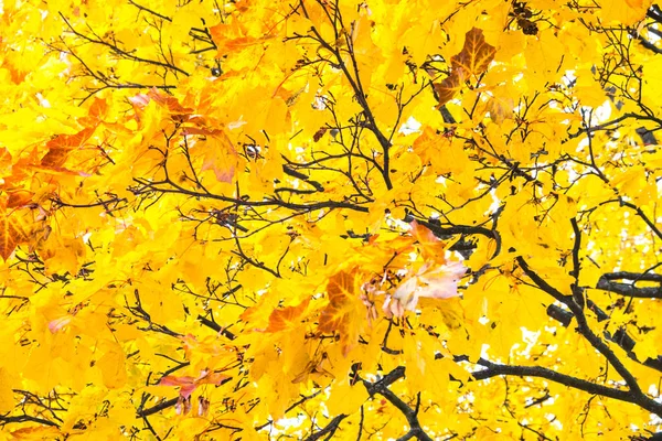 Herfst Gekomen Herfst Gekomen Gele Karmozijnrode Kleurrijke Bladeren Takken Van — Stockfoto