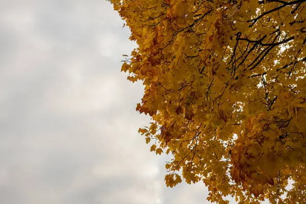 Herfst Gekomen Herfst Gekomen Gele Karmozijnrode Kleurrijke Bladeren Takken Van — Stockfoto