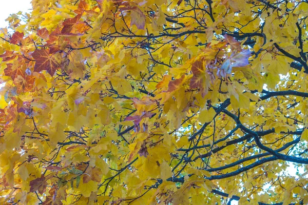 秋が来て 秋がここにあります 木々や低木の枝に黄色 真紅でカラフルな葉 空に対する葉の明るく珍しい色 昼も雲も風も — ストック写真