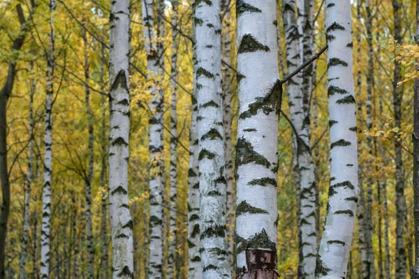 Automne Est Arrivé Automne Est Feuilles Jaunes Cramoisies Colorées Sur — Photo