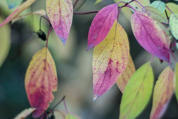 Automne Est Arrivé Automne Est Feuilles Jaunes Cramoisies Colorées Sur — Photo