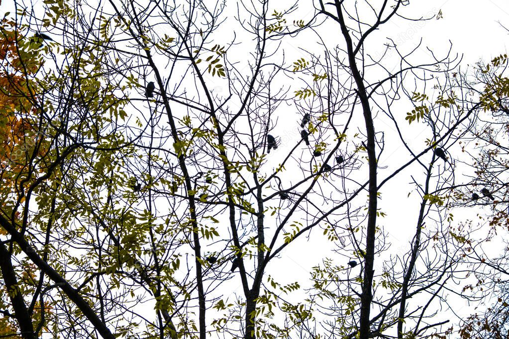 Autumn has come, autumn is here. Yellow, crimson and colorful leaves on the branches of trees and shrubs. Branches without leaves. Birds are sitting on the branches. Background from the cloudy sky. Day, overcast, windy.