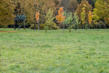 Sonbahar geldi, sonbahar geldi. Ağaçların ve çalıların dallarında sarı, kırmızı ve renkli yapraklar. Gökyüzüne karşı yaprakların parlak, alışılmadık renkleri. Gün, bulutlu, rüzgarlı.
