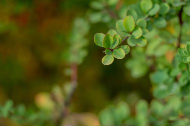 Sonbahar geldi, sonbahar geldi. Sarı, kırmızı, kırmızı böğürtlen yaprakları. Çivili, dikenli dallar. Böğürtlen kırmızısı. Gün, bulutlu, rüzgarlı.