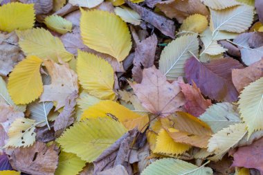 Sonbahar geldi, sonbahar geldi. Sarı, kıpkırmızı ve renkli yapraklar yerde yatıyor. Ağaçların yanında. Gün, bulutlu, rüzgarlı.
