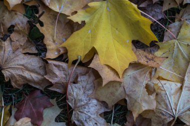 Sonbahar geldi, sonbahar geldi. Sarı, kıpkırmızı ve renkli yapraklar yerde yatıyor. Ağaçların yanında. Gün, bulutlu, rüzgarlı.