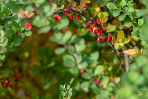 Autumn has come, autumn is here. Yellow, red, crimson leaves of barberry. Bare branches with spikes, thorns. Red berries of barberry. Day, overcast, windy.