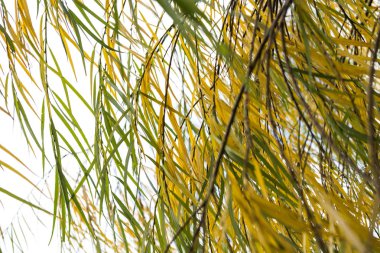 Sonbahar geldi, sonbahar geldi. Ağaçların ve çalıların dallarında sarı, kırmızı ve renkli yapraklar. Gökyüzüne karşı yaprakların parlak, alışılmadık renkleri. Gün, bulutlu, rüzgarlı.