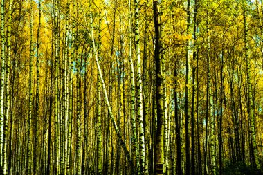 Sonbahar geldi, sonbahar geldi. Ağaçların ve çalıların dallarında sarı, kırmızı ve renkli yapraklar. Parktaki huş ağaçları. Gün, bulutlu, rüzgarlı.