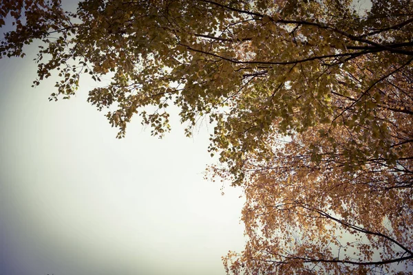 Herfst Gekomen Herfst Gekomen Gele Karmozijnrode Kleurrijke Bladeren Takken Van — Stockfoto