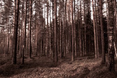 Çam ormanında sonbahar. Kozalaklı ağaçlar, yeşil yosun. Hava güneşli..