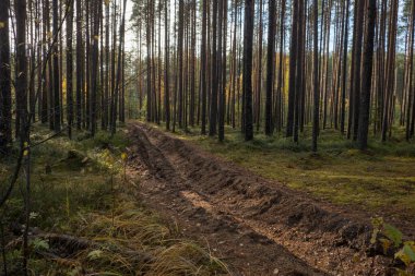 Çam ormanında sonbahar. Kozalaklı ağaçlar, yeşil yosun. Hava güneşli..