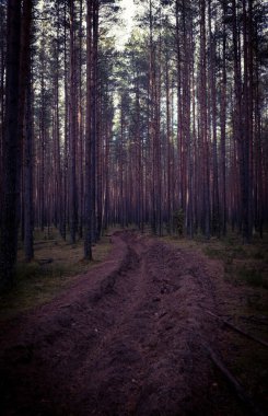 Çam ormanında sonbahar. Kozalaklı ağaçlar, yeşil yosun. Hava güneşli..
