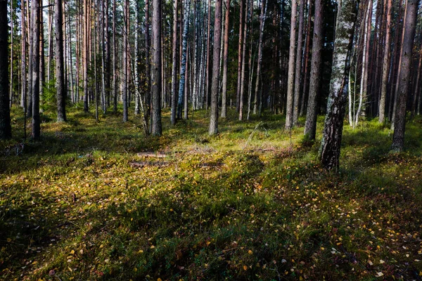 Automne Dans Une Pinède Des Conifères Mousse Verte Son Ensoleillé — Photo