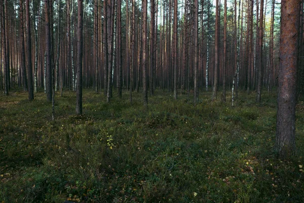 Herfst Een Dennenbos Naaldbomen Groen Mos Zijn Zonnige — Stockfoto