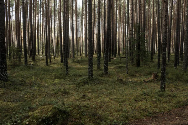 Jesień Sosnowym Lesie Drzewa Iglaste Zielony Mech Jest Słonecznie — Zdjęcie stockowe