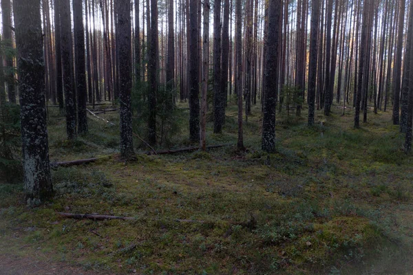 Outono Numa Floresta Pinheiros Árvores Coníferas Musgo Verde Está Ensolarado — Fotografia de Stock