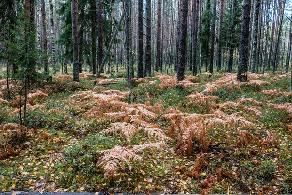 Herfst Naar Het Bos Gekomen Varenbladeren Geel Geworden Uitzicht Het — Stockfoto