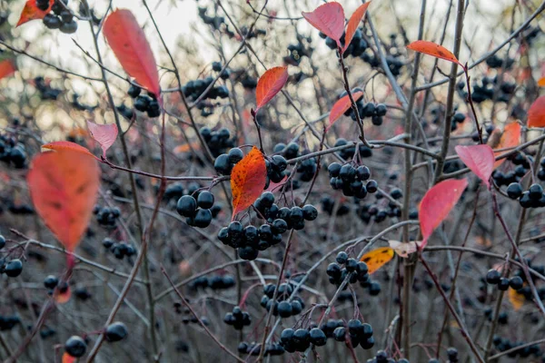 Autumn has come. Black berries on a branch. Black Rowan. Edible harvest. Useful foods with vitamins. Indigents for jam, tinctures. Forest, autumn, day