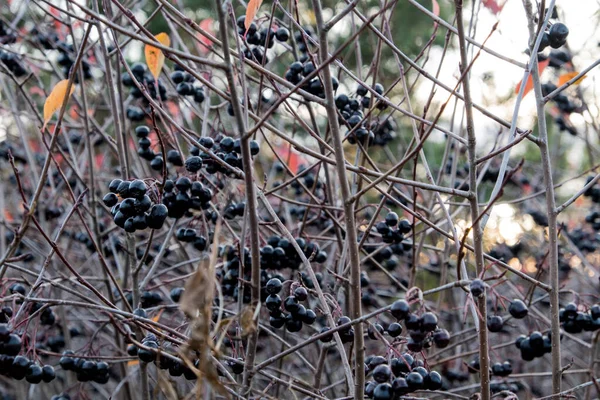 Autumn has come. Black berries on a branch. Black Rowan. Edible harvest. Useful foods with vitamins. Indigents for jam, tinctures. Forest, autumn, day