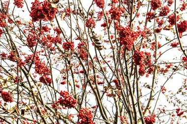 Sonbahar geldi, sonbahar geldi. Sarı, lekeli, çıplak dallar ve mavi gökyüzüne karşı kırmızı yaban mersini demetleri. Gün, bulutlu, rüzgarlı.