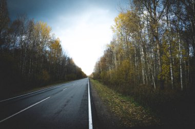 Asfalt yolu olan bir manzara. Sonbahar ormanının arka planına karşı. Sonbahar, gün. Genel olarak bulutlu.