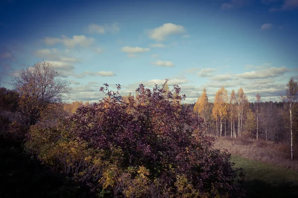 Landschap Met Een Asfaltweg Tegen Achtergrond Van Het Herfstbos Herfst — Stockfoto
