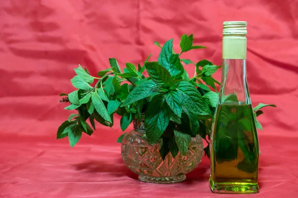 Regalos Naturaleza Recogiendo Hierba Menta Jarrón Cristal Una Botella Aceite —  Fotos de Stock