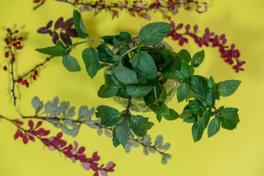 Doğanın armağanları. Ot topluyorum. Renkli, sarı arka planda kristal bir vazoda nane şekeri. Arka planda kurumuş böğürtlen de var. Nane, yemek pişirmede, farmakolojide, tıpta, parfümeride kullanılır. Bu doğal bir dezenfektan..