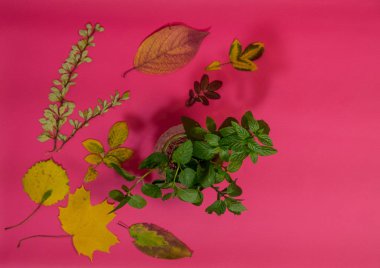 Doğanın armağanları. Ot topluyorum. Renkli, pembe arka planda kristal bir vazoda nane şekeri. Nane, yemek pişirmede, farmakolojide, tıpta, parfümeride kullanılır. Bu doğal bir dezenfektan..