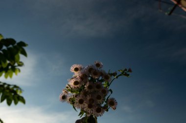 Papatya çiçeklerinin narin arkaplanı. Gökyüzü ve denizin ışık tonlarından oluşan duvar kağıdı. Sevgi ve şefkat sembolü. Sevdiğin birine hediye, kartpostal. Hava güneşli. Georgia.