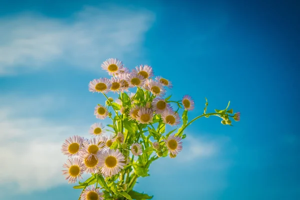 Jemné Pozadí Květin Sedmikrásky Tapeta Světlých Tónů Oblohy Moře Symbol — Stock fotografie