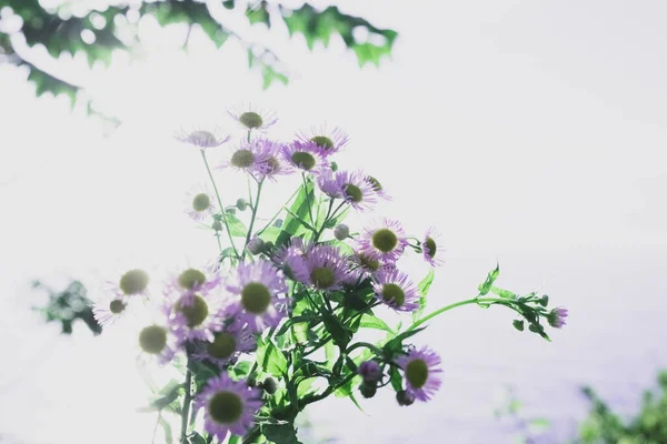 Delicate Background Daisy Flowers Wallpaper Light Tones Sky Sea Symbol — Stock Photo, Image