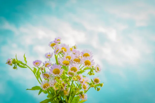 Jemné Pozadí Květin Sedmikrásky Tapeta Světlých Tónů Oblohy Moře Symbol Stock Snímky