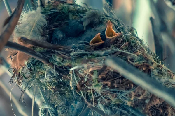 Eine Brut Von Kücken Fliegenfängern Ihrem Lebensraum Kleine Küken Nest — Stockfoto