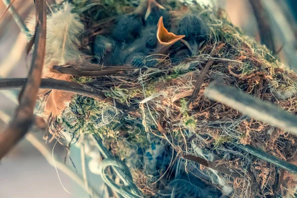 Eine Brut Von Kücken Fliegenfängern Ihrem Lebensraum Kleine Küken Nest — Stockfoto