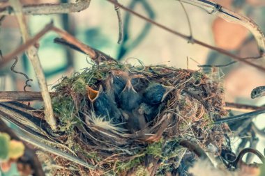 Kendi habitatlarında yavru sinek yakalayıcıları. Yuvadaki küçük yavrular. Gözleri kapalı ve sarı gagalı çocuklar. Hayvanlarda, tüysüz deri, sadece aşağı. Üzüm dallarının arasında bir yuva..