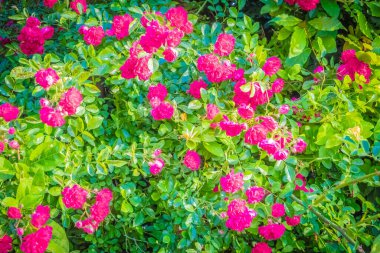 Pembe çiçeklerin soyut arkaplanı. Pastel renklerde doku duvar kağıdı.