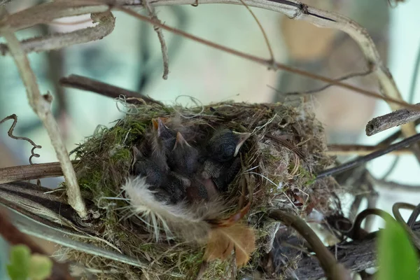 Eine Brut Von Kücken Fliegenfängern Ihrem Lebensraum Kleine Küken Nest — Stockfoto