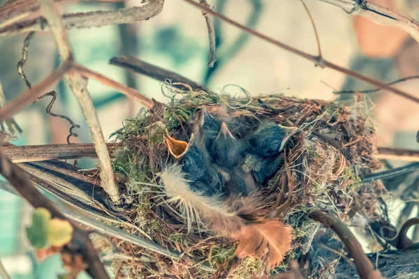 Eine Brut Von Kücken Fliegenfängern Ihrem Lebensraum Kleine Küken Nest — Stockfoto