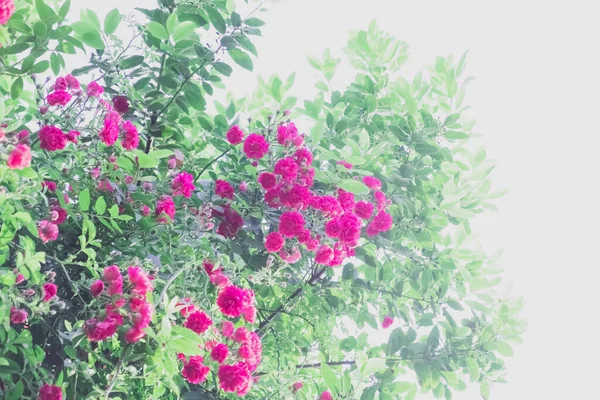Pembe Çiçeklerin Soyut Arkaplanı Pastel Renklerde Doku Duvar Kağıdı — Stok fotoğraf