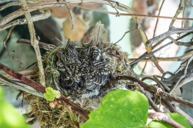 Sinek avcıları yuvada. Yavruların yavruları yavaş yavaş tüylerle kaplanır. Çocuklar ebeveynlerinin yemek yemesini bekliyorlar. Bir ev, dal yuvası, yosun, sarmaşıktaki kuşlar için tüyler..